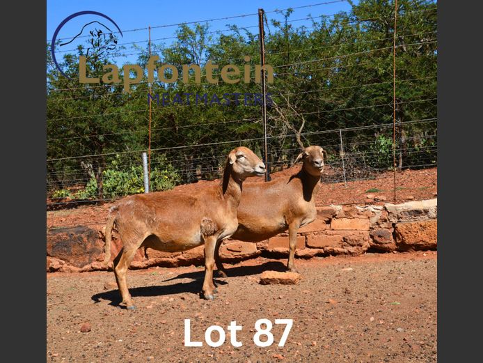17 | Lapfontein Meatmasters