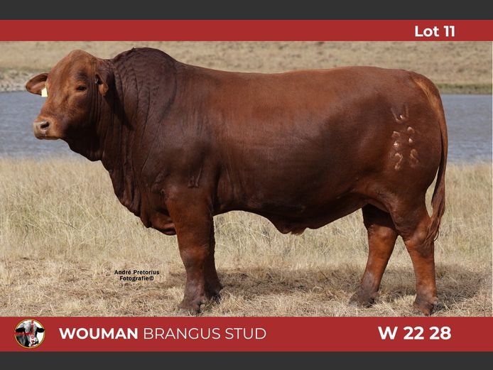 W2228 | WOUMAN BRANGUS