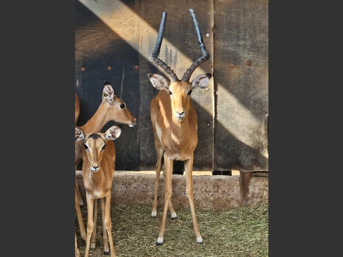 IMPALA | LIMPOPO STUDGAME