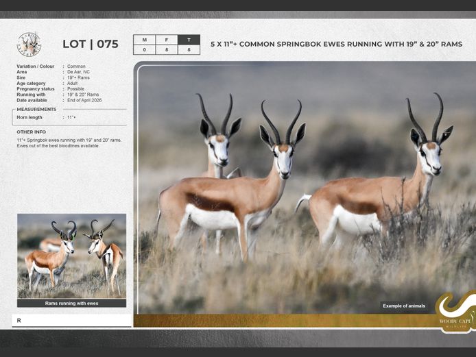 Springbok - Common | Nuwejaarsfontein De Aar stoeterye BK