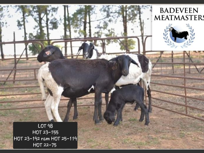 HOT 23-155 | Badeveen Meatmasters