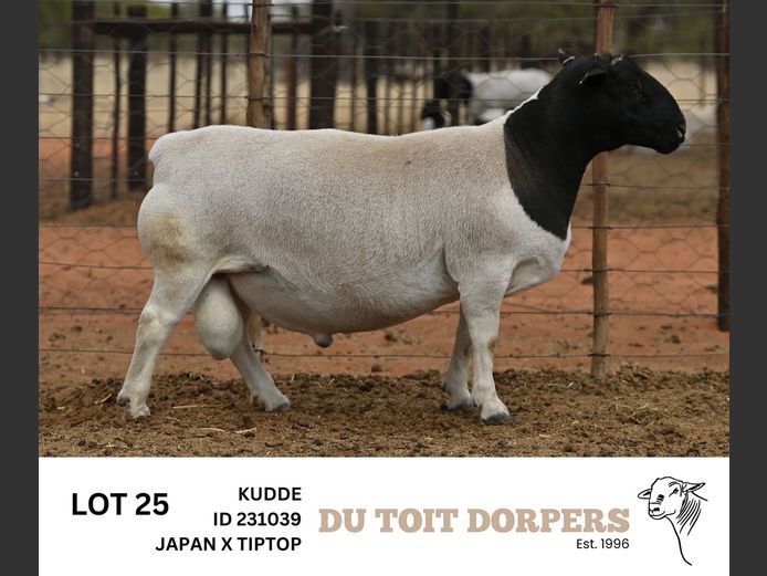 231039 | DU TOIT DORPERS