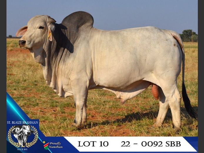 22-0092SBB | ST. BLAIZE BRAHMAN STOET