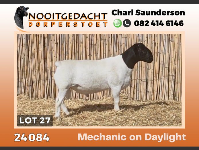 24084 | NOOITGEDACHT  DORPERS