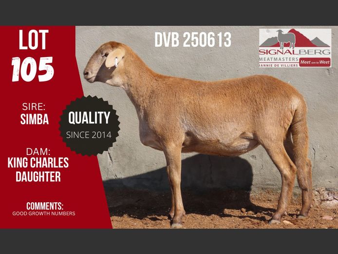 DVB 250613 | SIGNALBERG MEATMASTERS