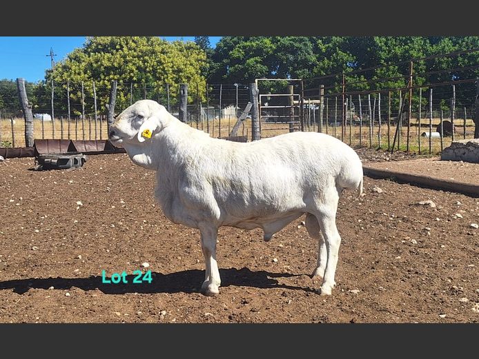 Doc 56 | Neels Coetzee Stud