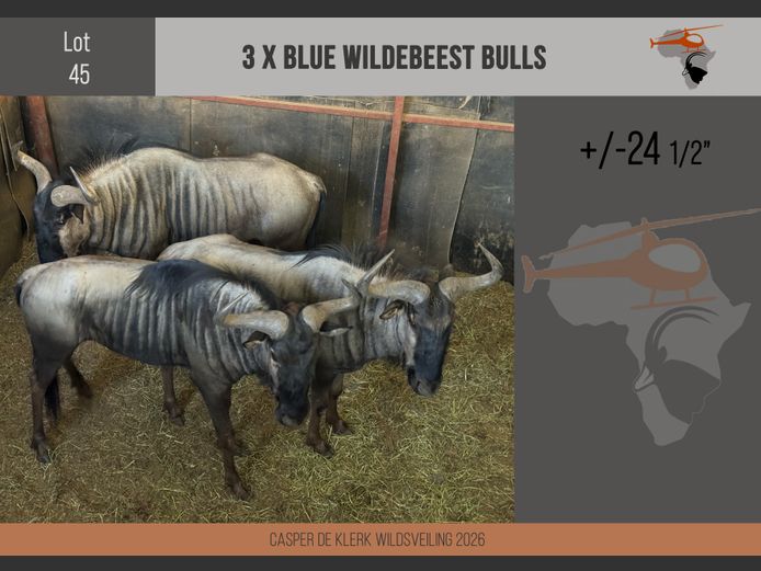 Blue Wildebeest (+-24 1/2")
