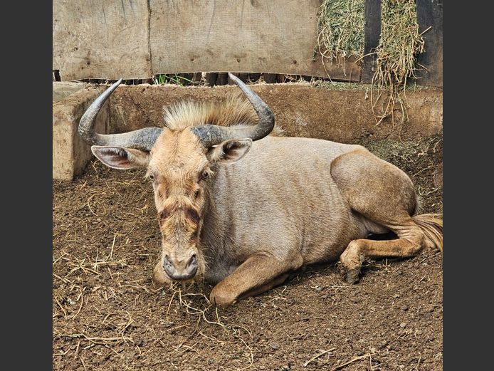 BLUE WILDEBEEST | CHAZAKAMATS