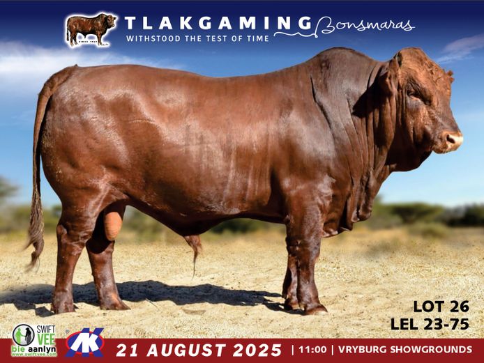LEL230075 | LEE & SON