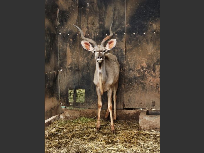 KUDU | TRADOS