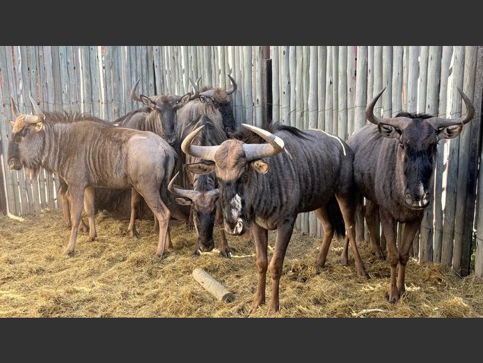 Blouwildebeeste Volwasse