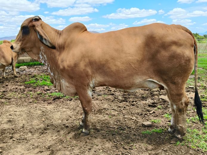 R102121 | R10 BRAHMANS