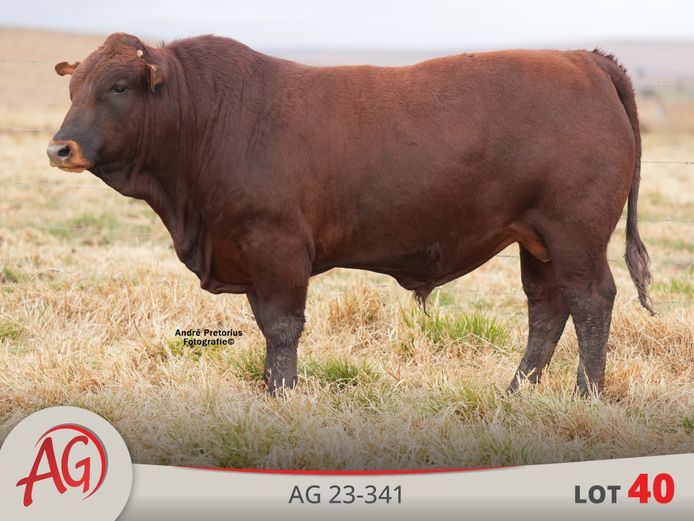 AG230341 HH(c) | ARTHUR DE VILLIERS & SEUN
