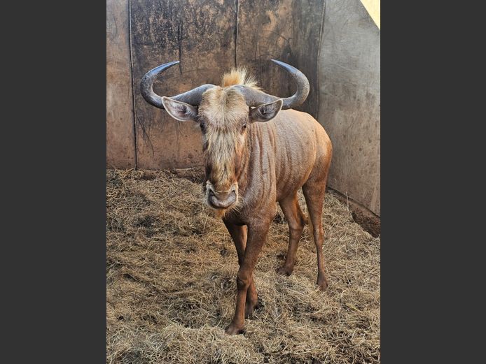 GOUE WILDEBEES | NUM NUM
