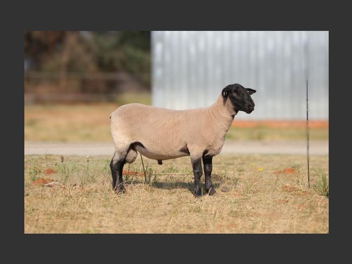 389250014 | HANMAR BOERDERY
