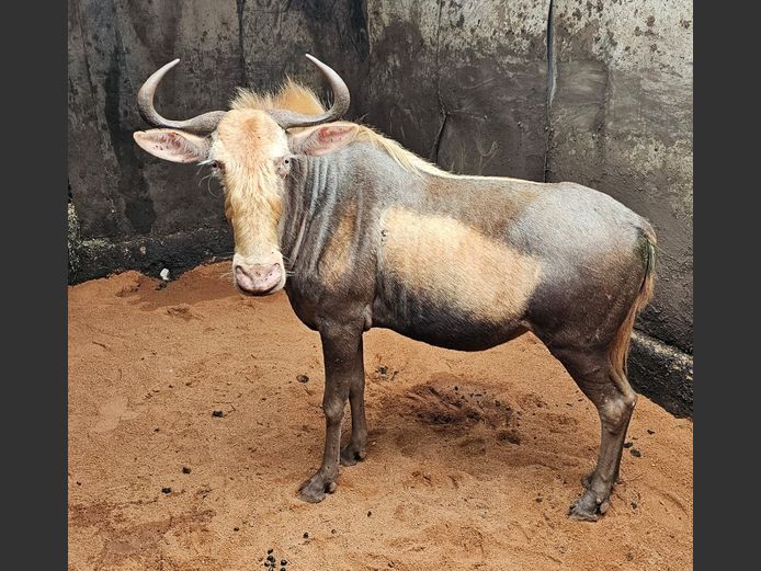 KING WILDEBEEST 21” | DU TOIT FAMILY TRUST