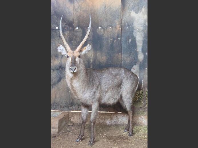 WATERBOK | IMPISI SAFARIS