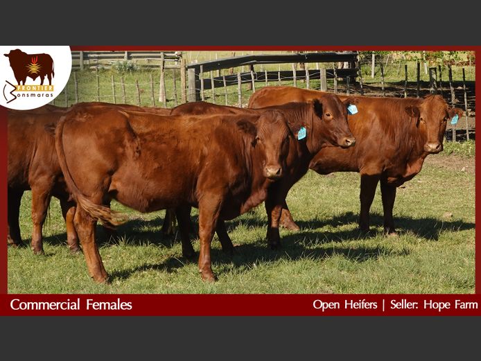Commercial Animals | Hope Farm