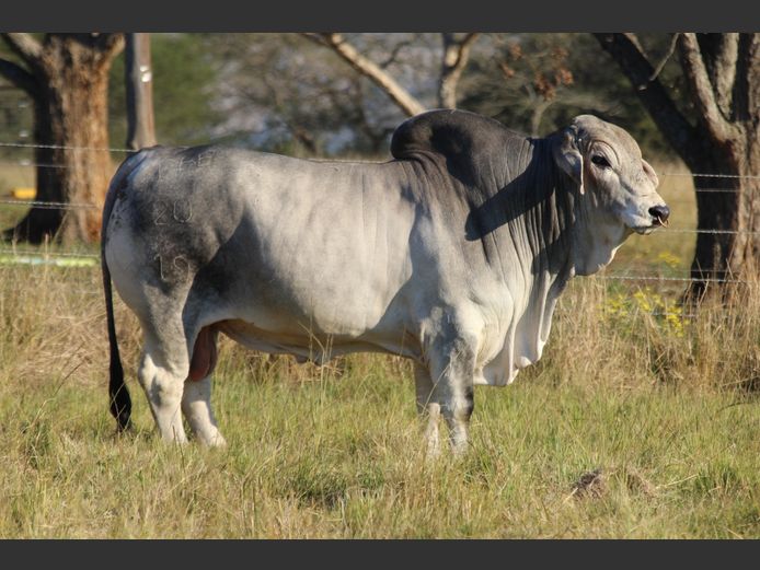 DBB 19 20 | DOUBLE BAR BRAHMANS