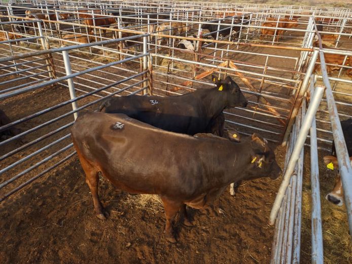 VAN NIEKERK PJ | DAIRY CATTLE 