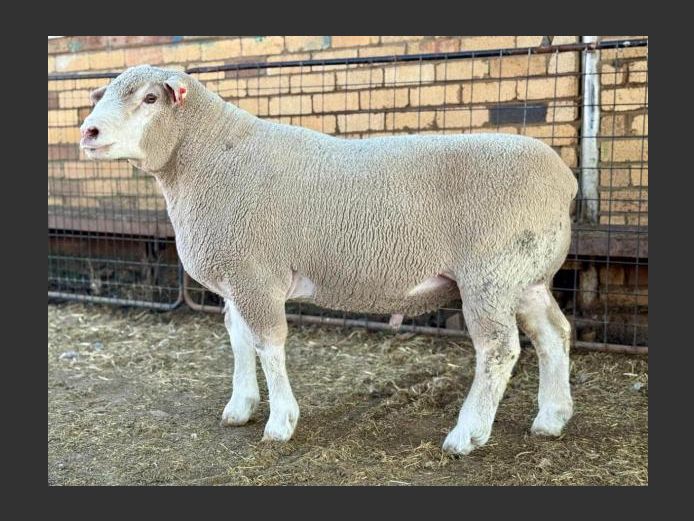 BS 230200 | HAGELAND ILE DE FRANCE