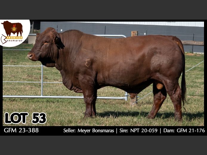 GFM 230388 | MEYER BONSMARAS