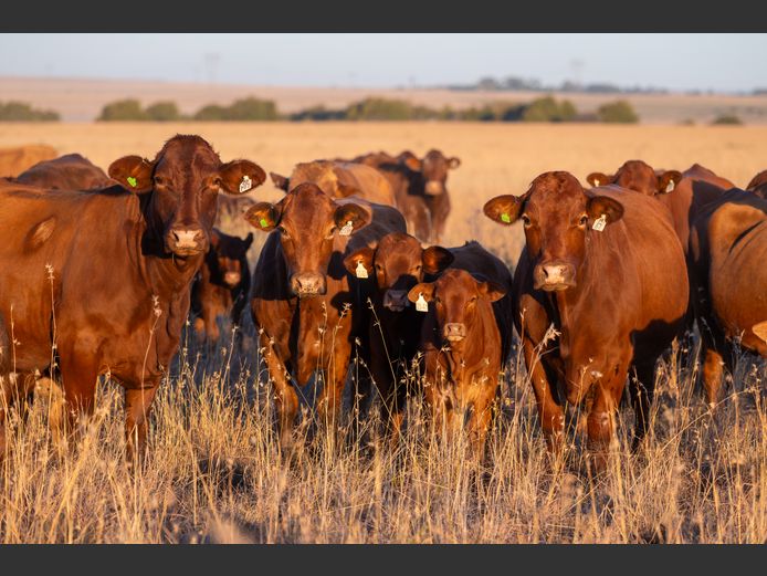 Commercial Animals