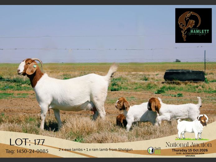 1450-24-0085 | Hamlett Boerbokstoet