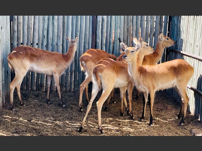 Lechwe