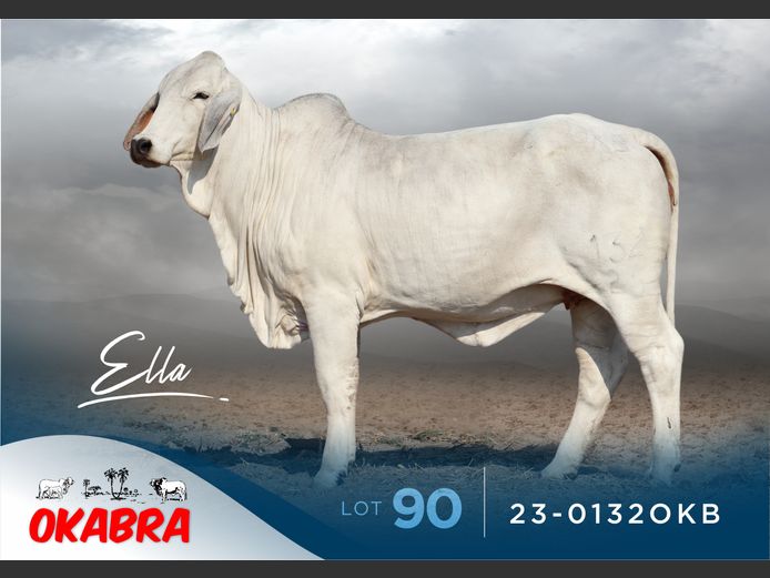 23-0132OKB | OKABRA BRAHMANS