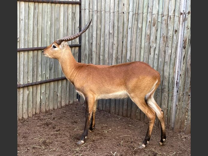 Lechwe