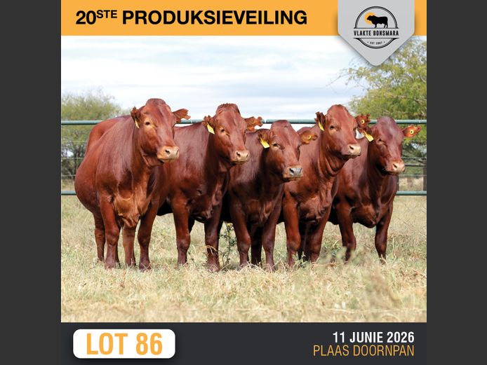 Commercial Animals | KDT BONSMARA