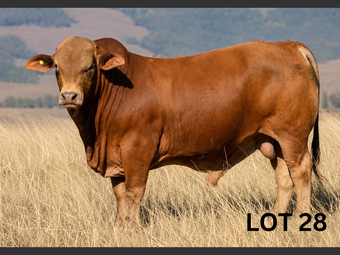 PM23 152 | Muirfontein Beefmasters