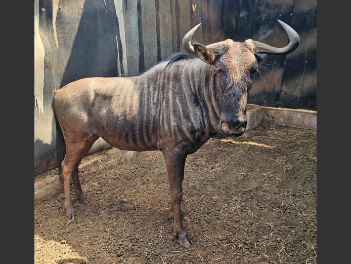 BLUE WILDEBEEST | MENIEKAM AGRI