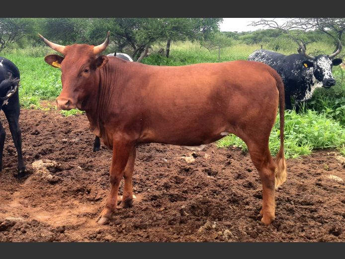 BN 230815 | BOTHMA NGUNIS