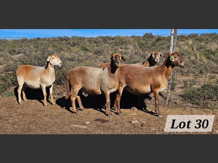 Ewes | Ben Tson