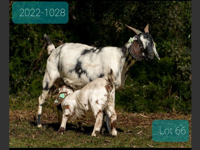 ISI 23-1028 | OPREISFONTEIN STOET