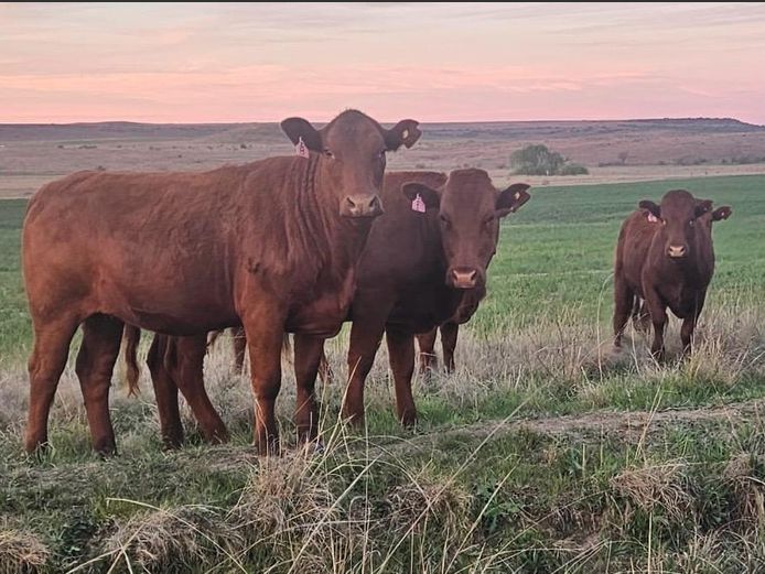 Kommersiële Diere | BOTHMA BOERDERY