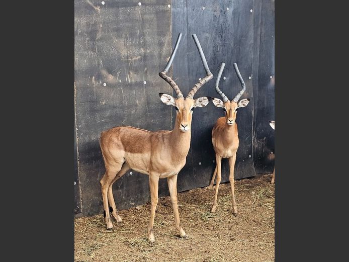 IMPALA | KOLOBE WILDLIFE