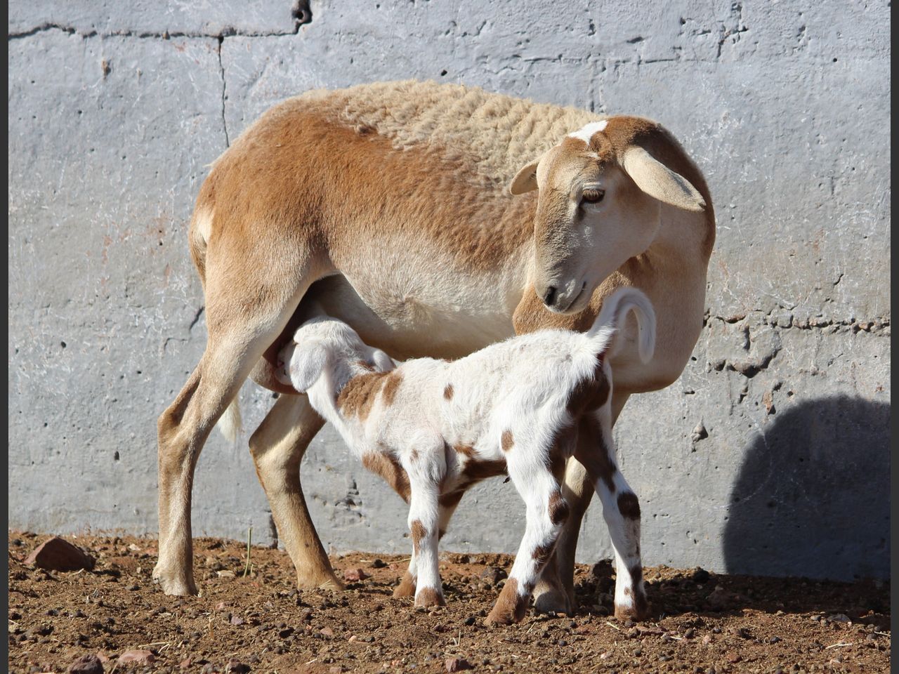 Lot 116E | 33STE KALAHARI KAROO MEATMASTER PRODUKSIEVEILING | SwiftVEE ...