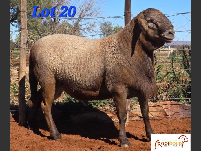 RG 24 0026 | AANGETEKEN | Pieter, Hanjo en Hannes Fourie - Rooigoud Meatmasters