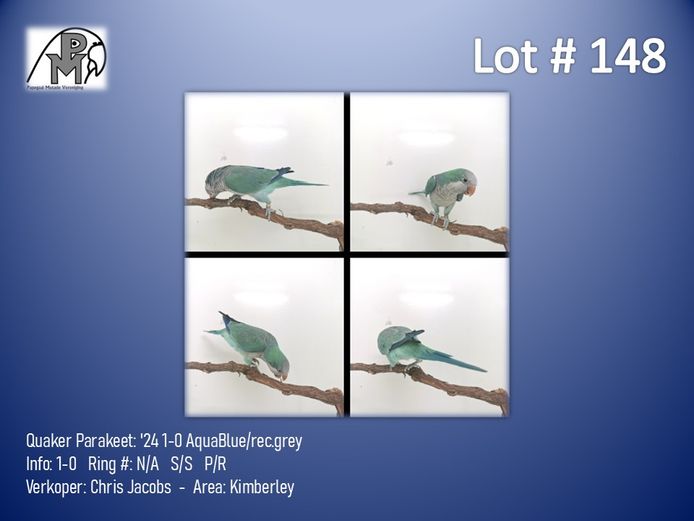 1-0 '24 Quaker Parakeet: AquaBlue/rec.grey - Chris Jacobs