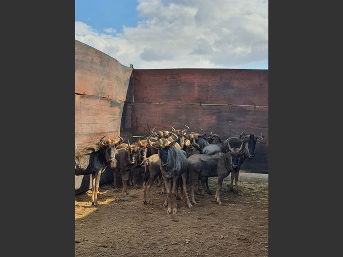 Blouwildebees | Amanzi 