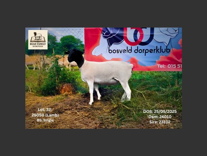 25050 | RAYMOND READ DORPERS