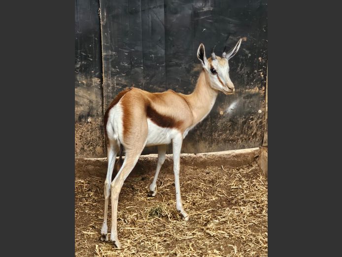 SPRINGBUCK | MAS TRADING