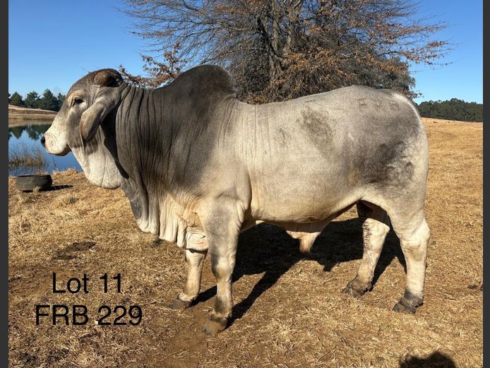 FRB229 | FALCON RIDGE FARM