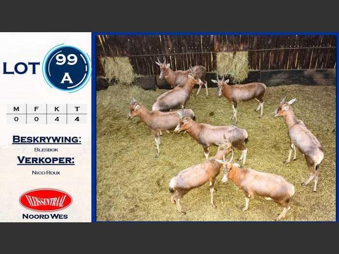 Blesbokke