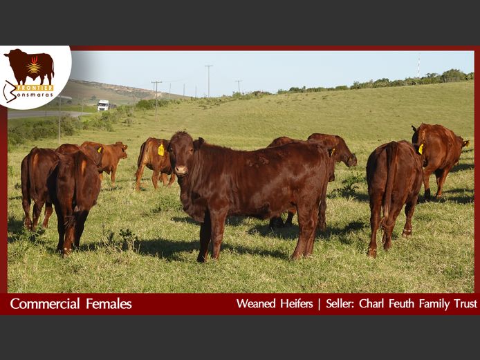Commercial Animals | Charl Feuth Family Trust
