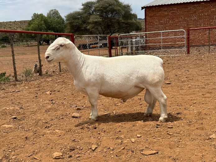 CJ Coetzee Witdorpers