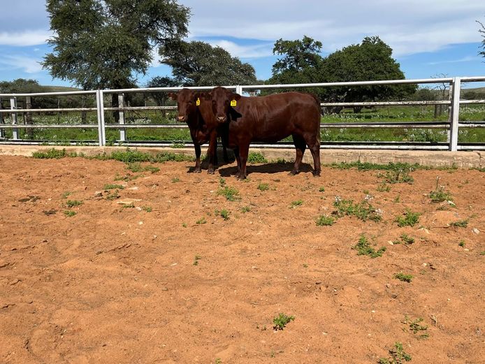 Commercial Animals | Towton Bonsmaras